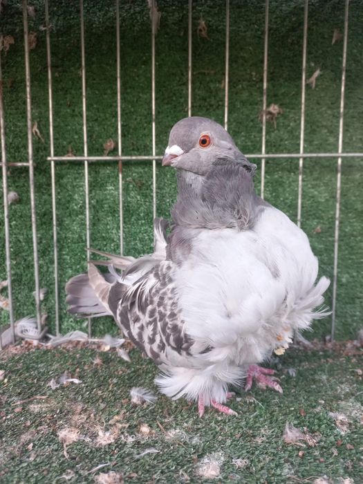 Porumbei pescarsui chinezi