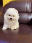Pomeranian baiat alb cu acte