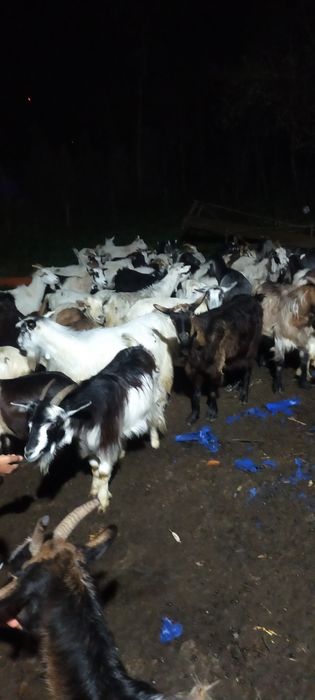 Vând capre bune de lapte și tinere mai multe detalii la tel