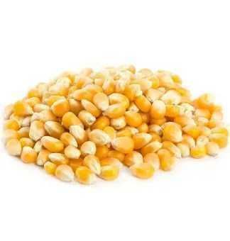 Porumb pentru floricele, popcorn,nemodificat genetic,nu este hibrid
