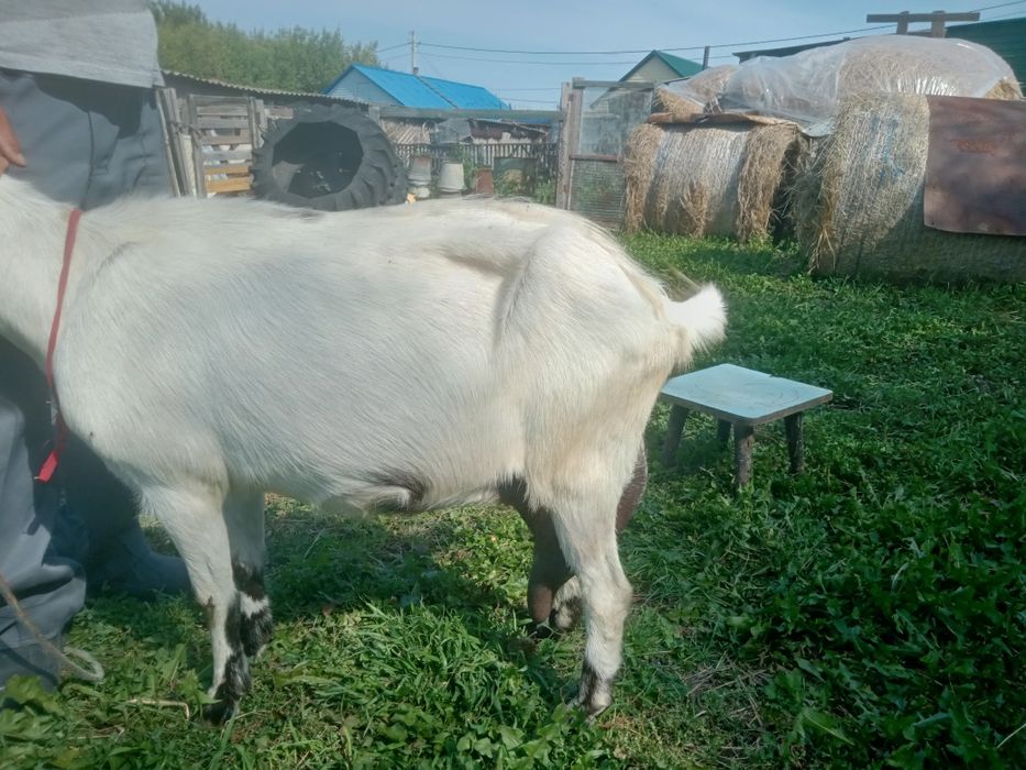 Продам дойную козу