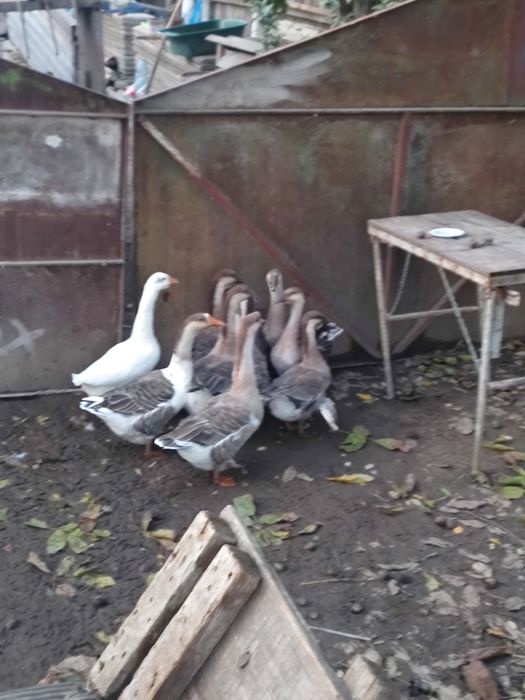 10 gâște relații la telefon