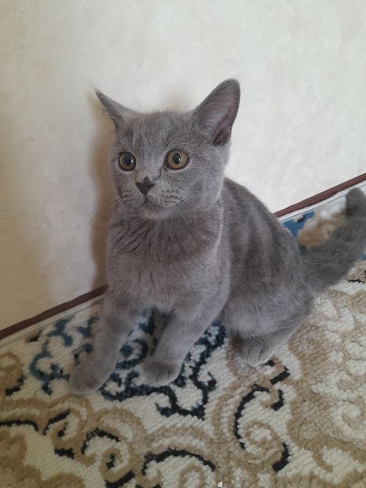 Шотландский прямоухий