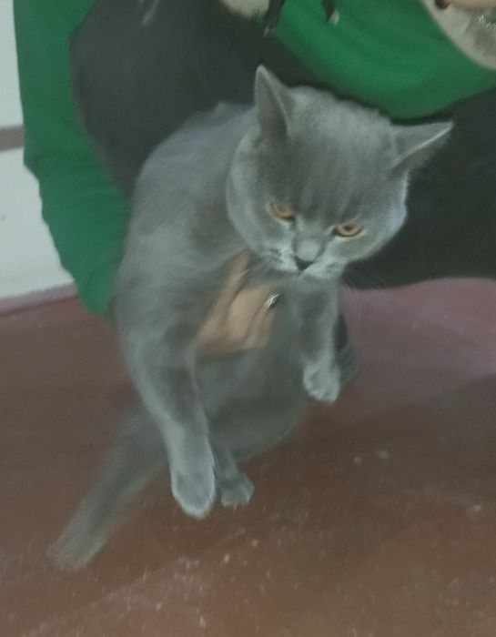 Sotiladi britanski mushugimiz