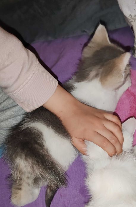 Котята домашние даром