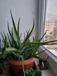 Ghiveci cu sute de Aloe Vera