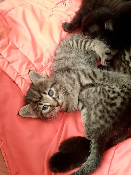 Котята мальчики 1 иесяц