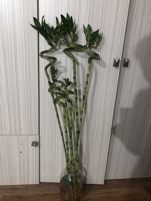 Продам домашние бамбуки