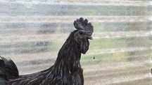 Ayam Cemani oua si un cocoș