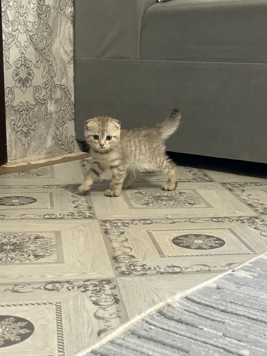 Продам котенка мальчика Уральск