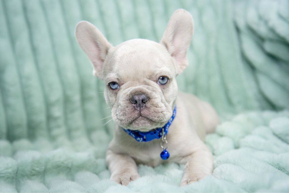 Bulldog francez lilac merle