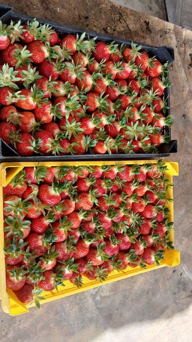 Качествен разсад ягоди български