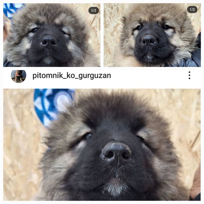 Щенки Кавказской овчарки