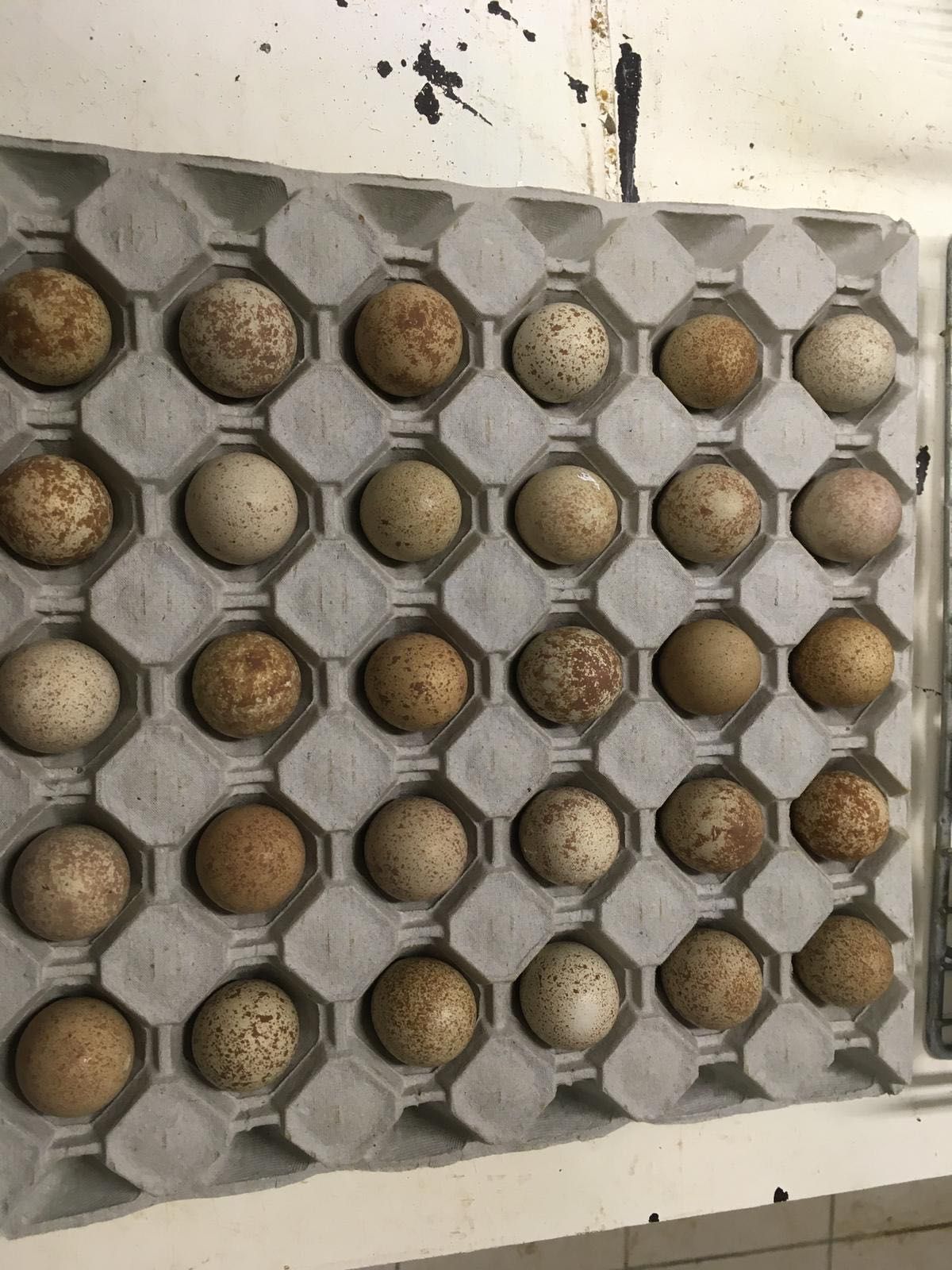 Ouă fazani ouă potârnichi