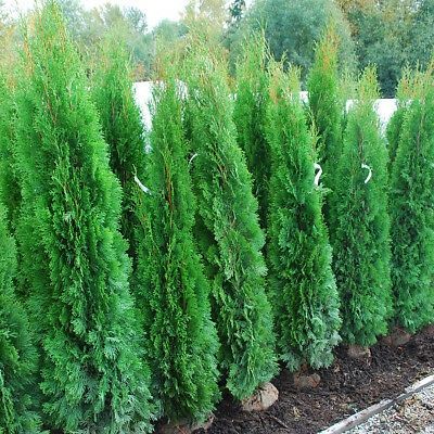 Vand tuia smarald, columnaris, leylandii, occidentalis, gard viu.