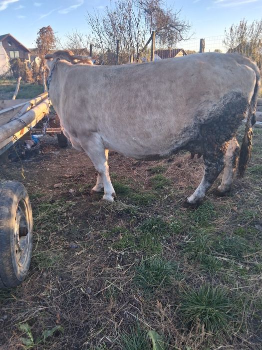 Vacă de vînzare gestanta