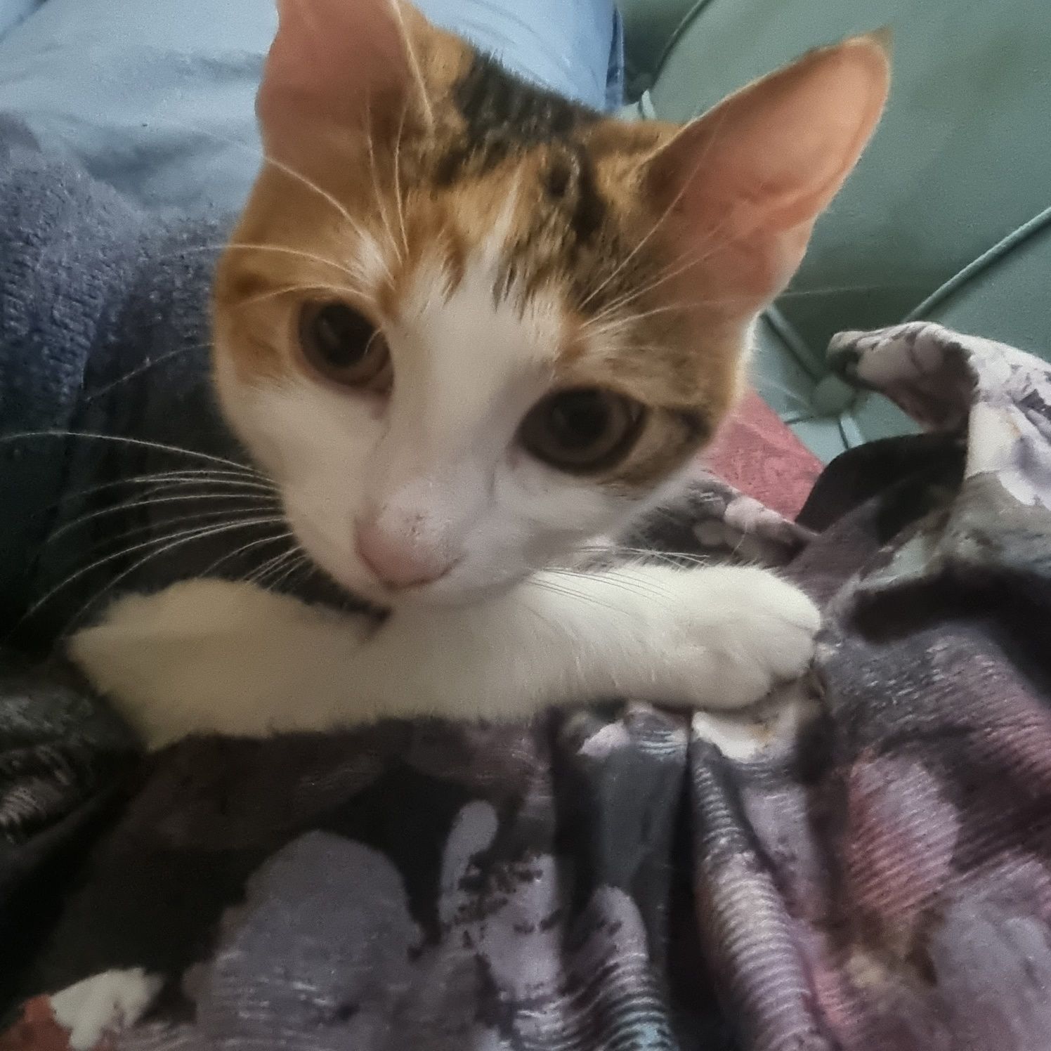 СРОЧНО!!! Котка търси дом!!