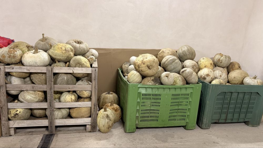 Dovleci – 3 lei/kg