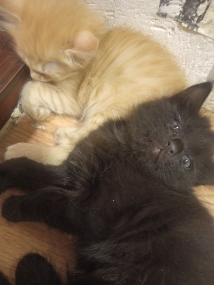 Котята домашние. 2 месяца