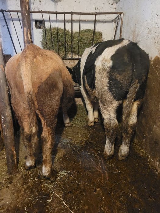 Vând 2 tauras. (Tauri)