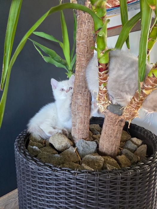 British alb 2 luni deparazitat si vaccinat