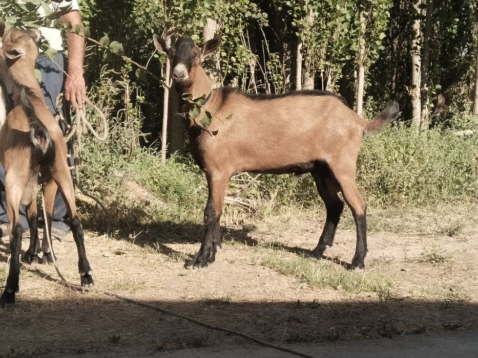 Chex Alpin taka sotiladi