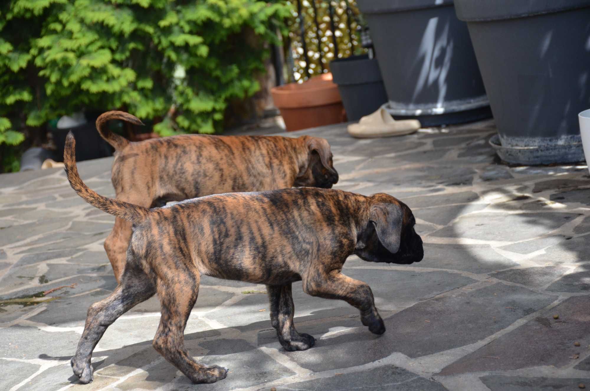 Boxer     German