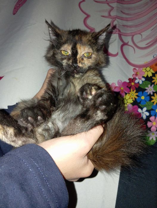 Котята 2 отдются в хорошие руки!