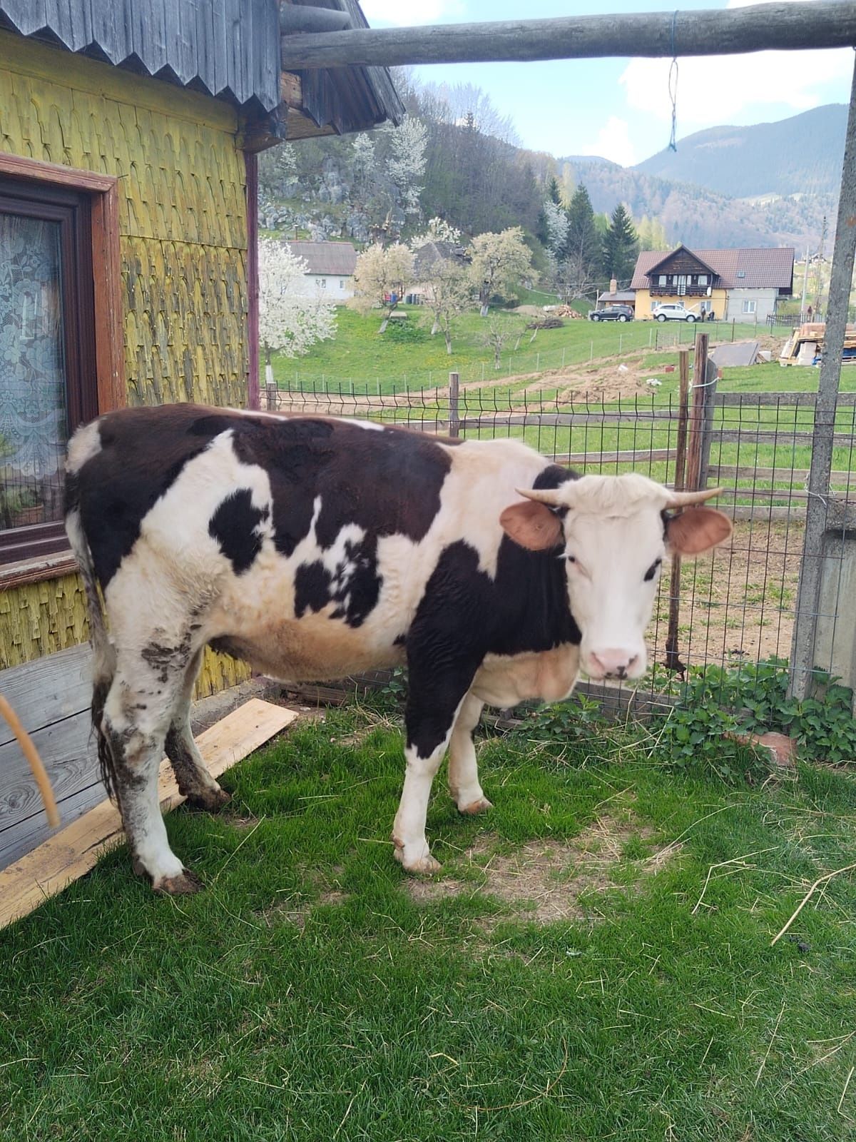 Bovina de vânzare