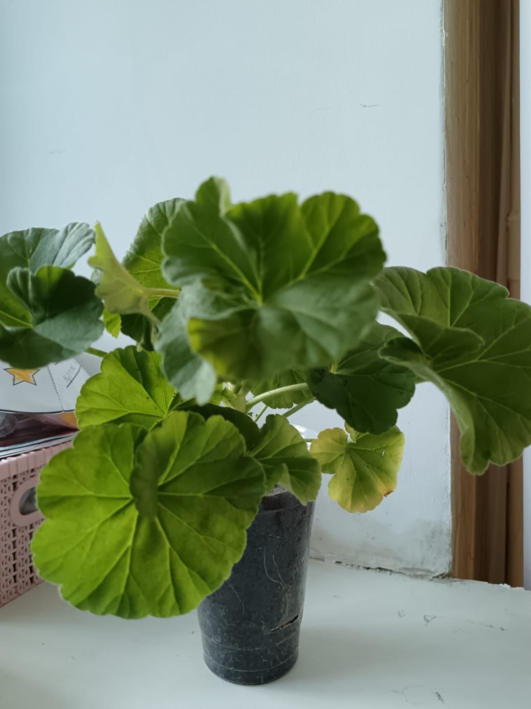 Продаю рассаду герань белую и красную.