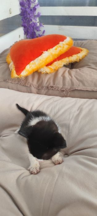 Pisicuți mici adoptie