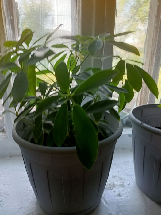 Продам  домашний цветок шефлеру