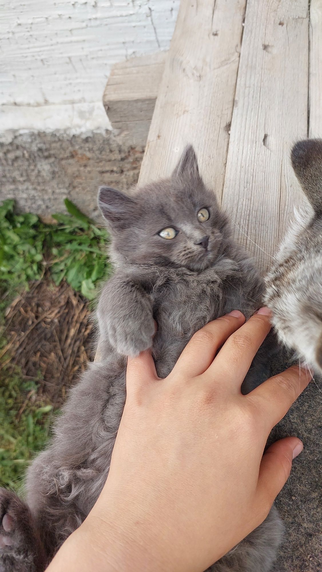 Котята бесплатно