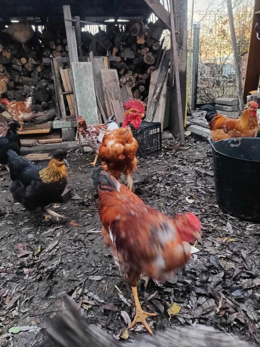 Vând cocos gat golas