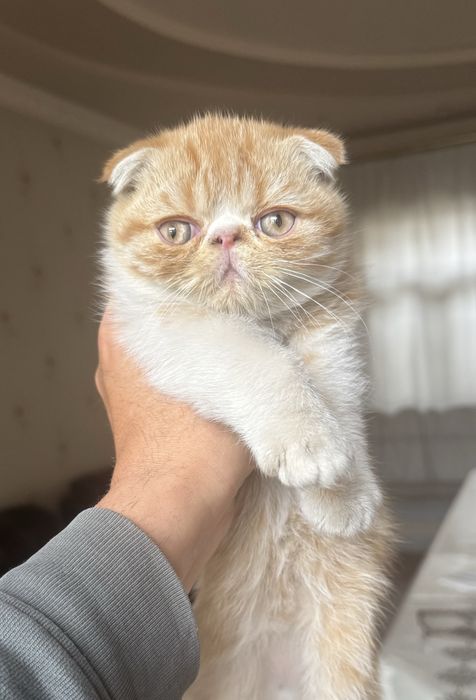 Котёнок американский экзотический короткошёрстный Flappy