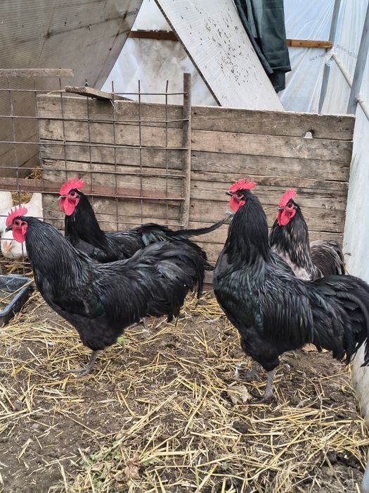 Cocoși din rasa Australorp