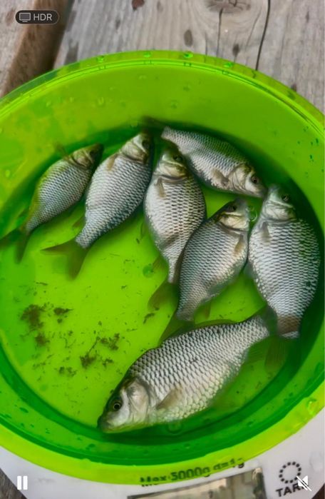 Продажа Карпы малький