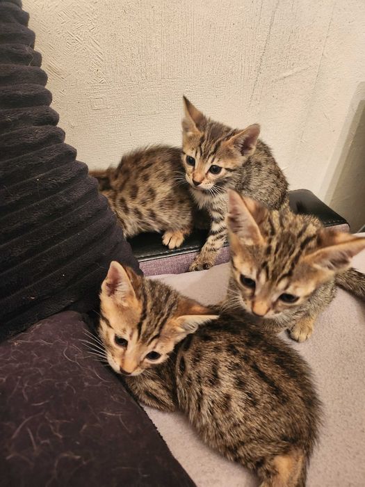 Бенгалски котенца