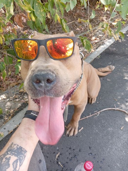 Американский стаффордширский терьер 1.5 года, для вязки