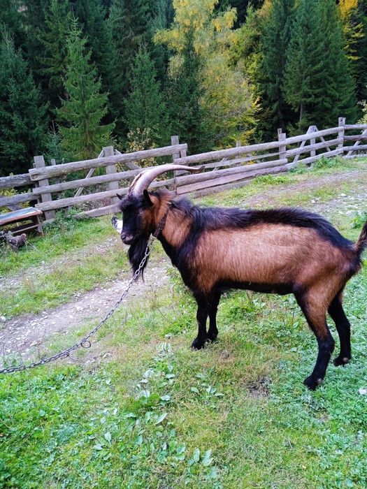 Tap alpin francez de vanzare