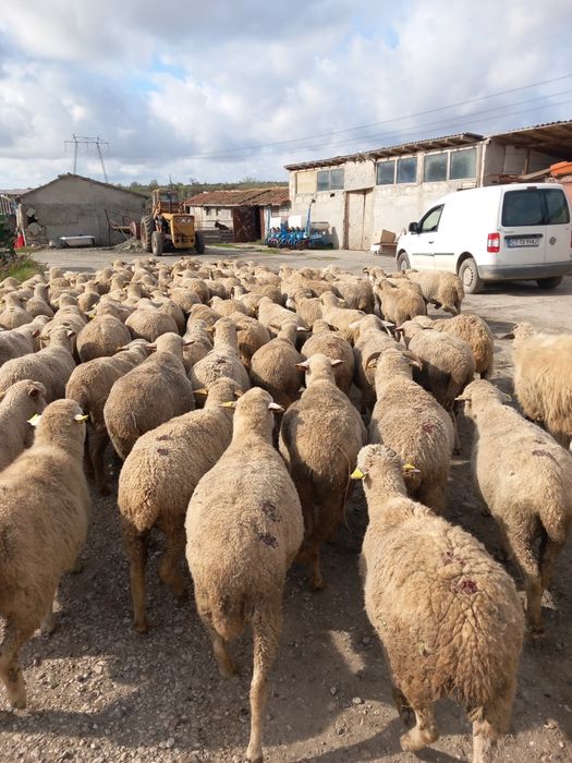 Vand 100 de oi merinoase