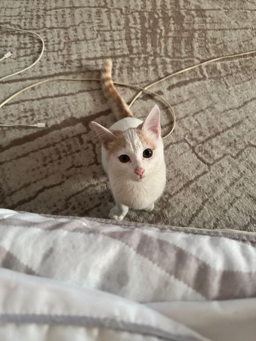 Отдам котика в хорошие руки , очень ласковый