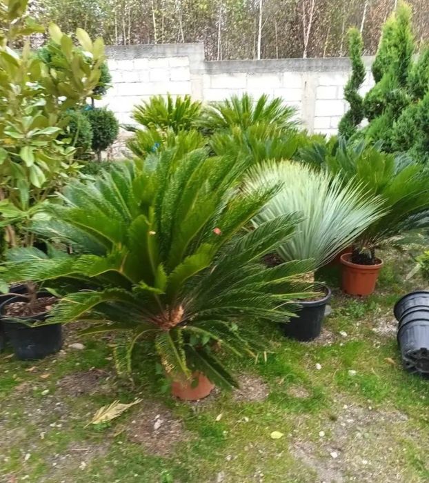 Plante ornamentale de orice tip diferite dimensiuni de extra calitate