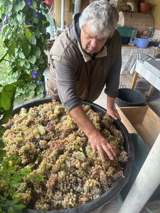Struguri pentru vin productie 2025 din podgoriile Vrancei!