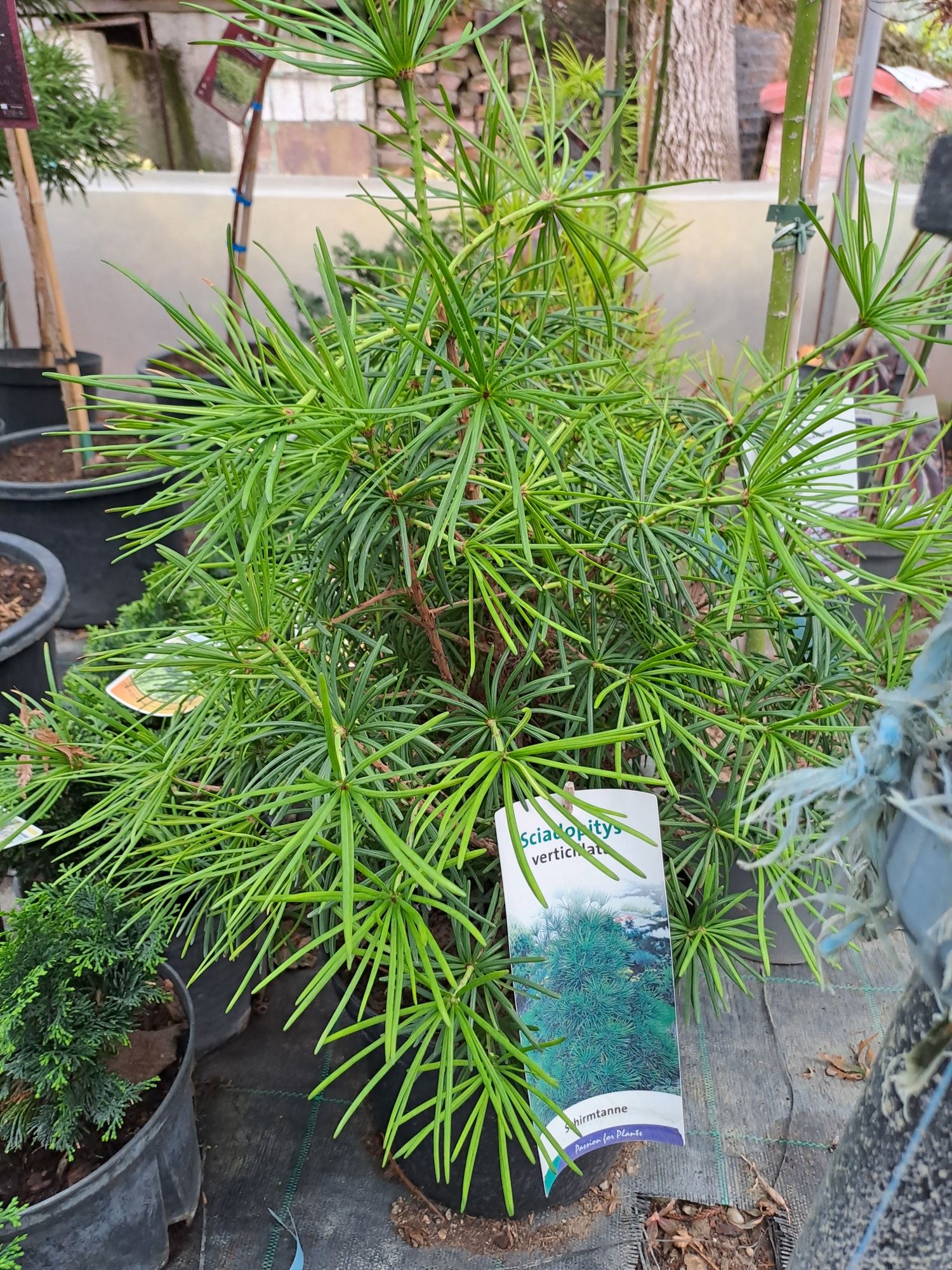 Plante ornamentale
