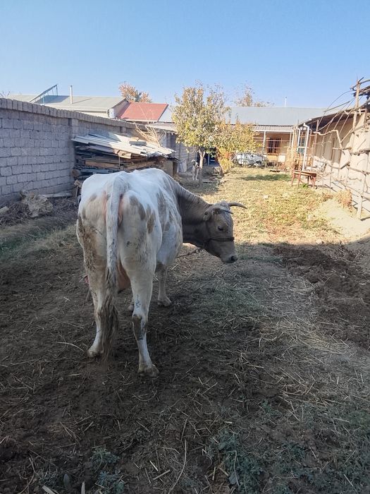Сигир сотилади 8ойдан утган
