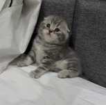 Скоттиш фолд серебристая шиншилла табби
Активные, игривые
