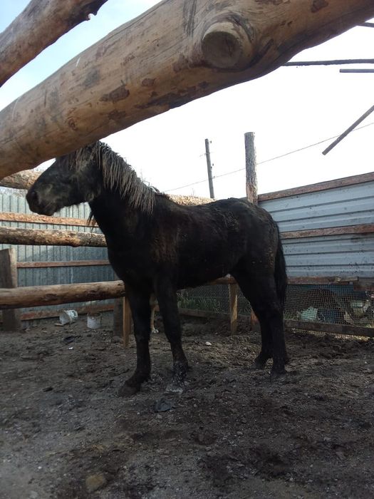 Продам лошадь. Молодой конь. Стоял на откорме