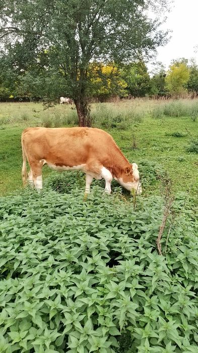 Vând juninci frumoase