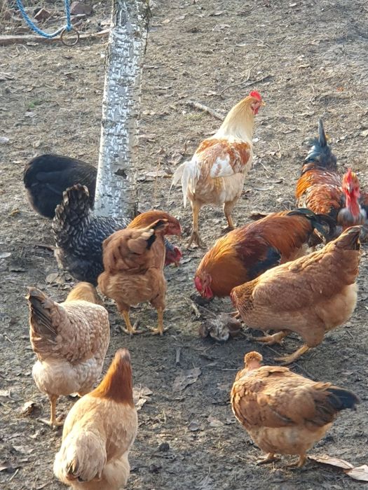 Pers fiz Vand cocosi